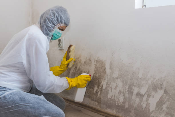 Best Basement Mold Removal in Frent Hills, MO