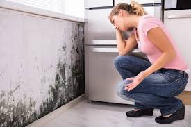 Best Emergency Mold Remediation in Frent Hills, MO